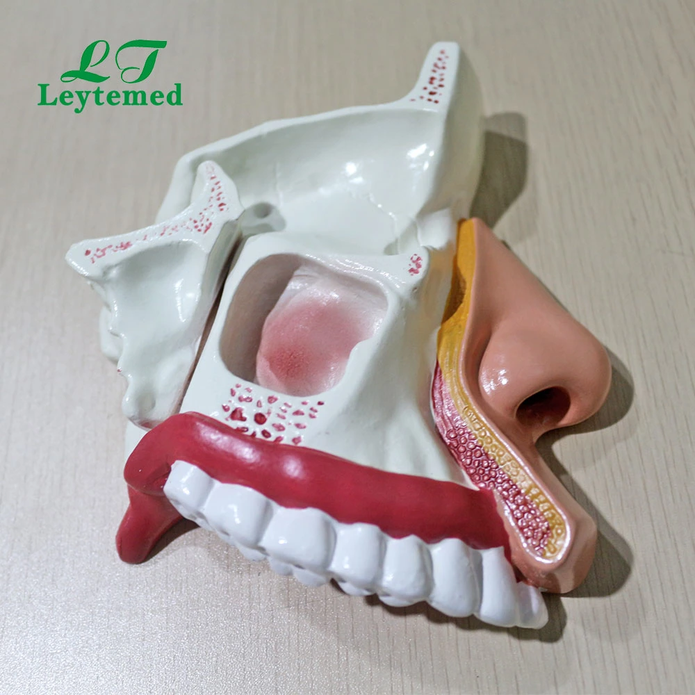 Ltm309 Modelo de cavidad nasal de PVC de tamaño vital para uso médico