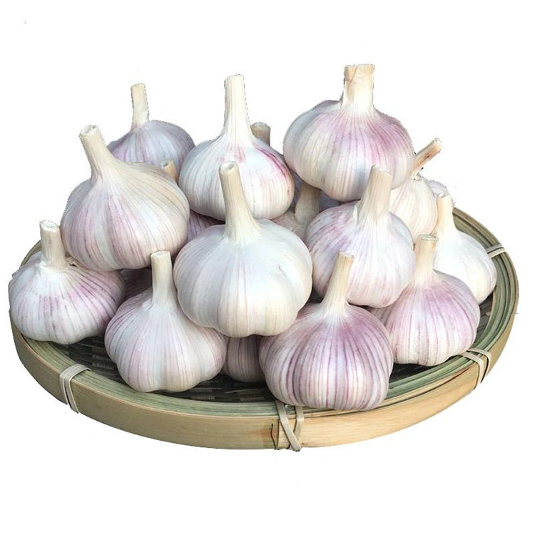 China Good Exporters Manufacturers Garlic New Crop Price