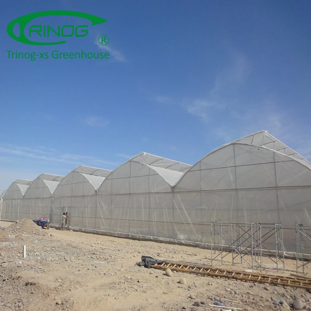 Tropical Multi Span Film Greenhouse for Sale