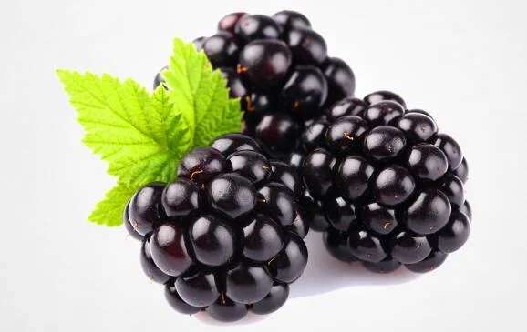 BlackBerry Extract 10:1 suco de fruta em pó solúvel em água e Anthociandinas