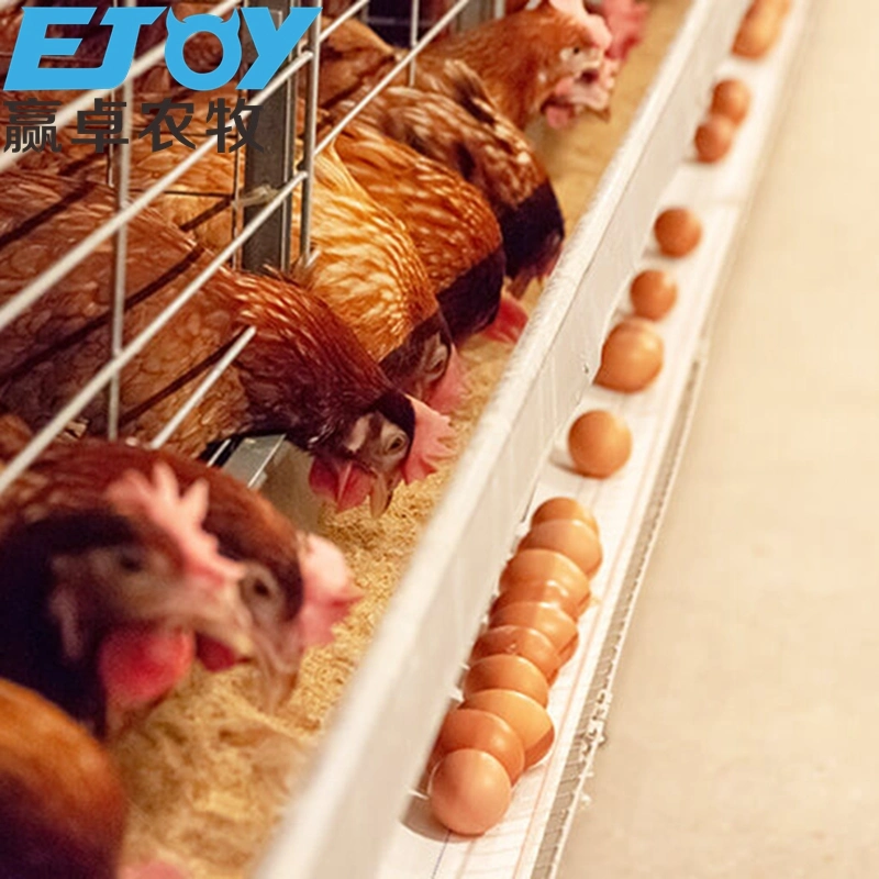 Wholesale/Supplier Poultry Equipment H Type Layer Chicken Cage Automatic Layer Cage System