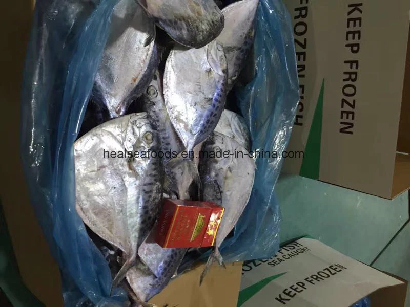 Chinese Manufacturer 100-150g Frozen Moonfish