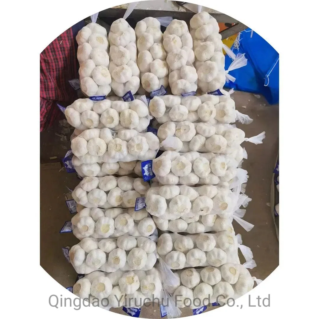 China 2023 Fresh Certificated Organic Garlic