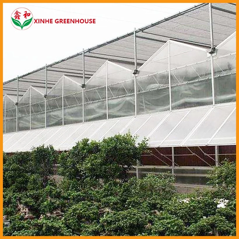 Galvanized Steel Structure PC Sheet Cover Used Commercial Greenhouses