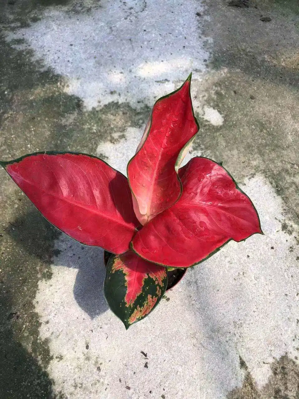 Super Red Suksom Jaipong Aglaonema Dongfanghong