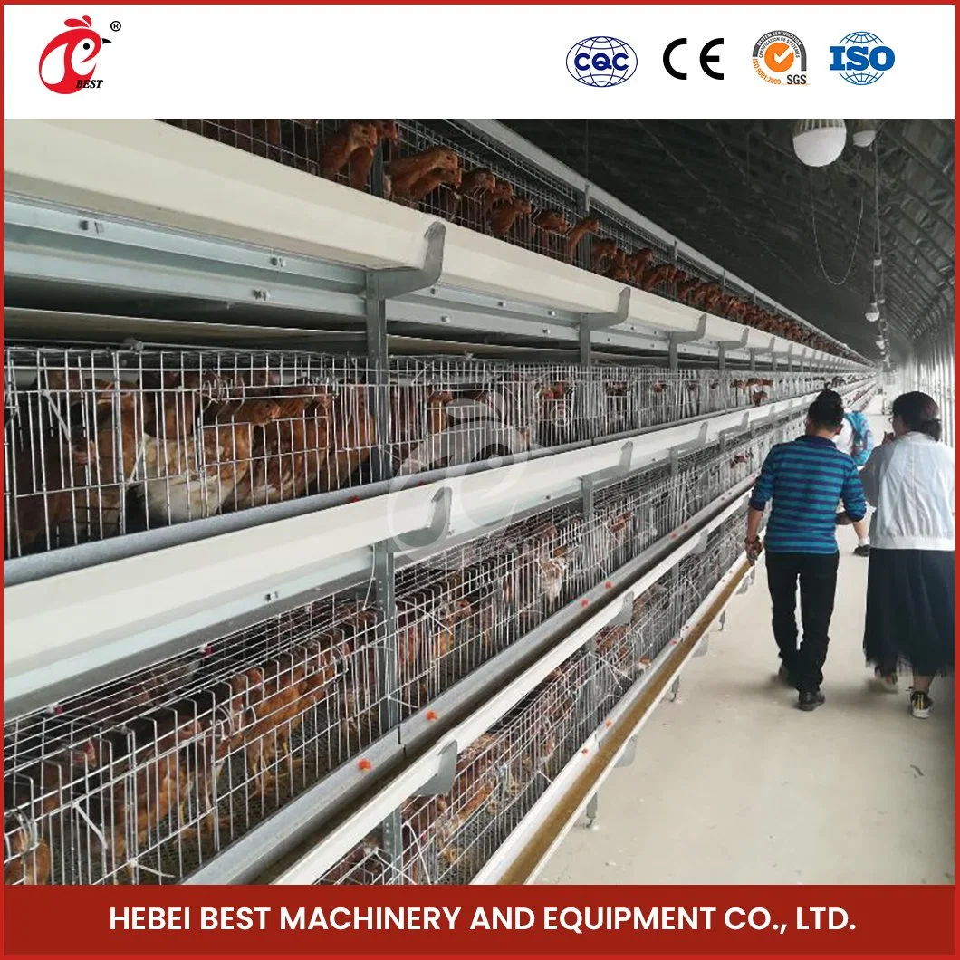 Bestchickencage bastidor H jaulas de pollos China Venta caliente Fábrica de jaulas de pollos parrilleros con funciones inteligentes jaulas creciente