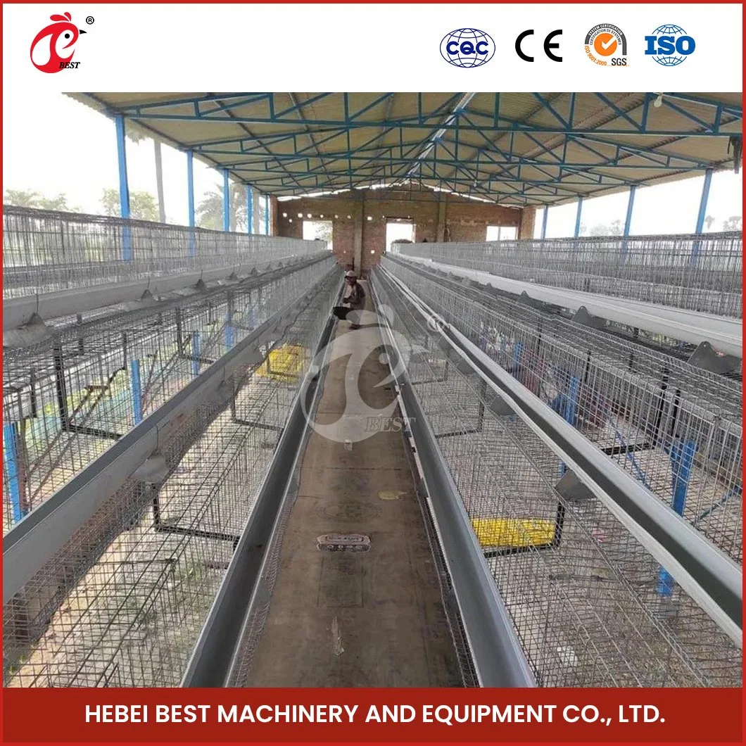 Bestchickencage a Tipo capa jaula China capa jaula Equipo de pollo Muestra de fábrica disponible Pollo de capa de aves de corral Configuración contenedor de envío Coop