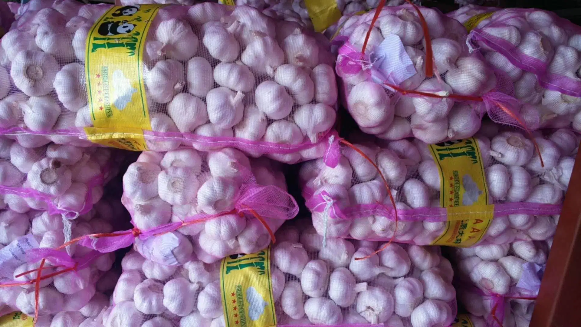 5.0cm 5.5cm 6cm Normal White Fresh Shandong Garlic