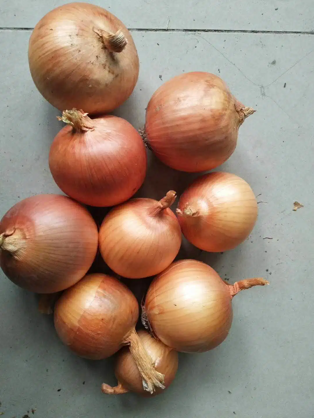 Whole Wholesale/Supplier Red Yellow White Green Skin Crop Peeled Purple Organic Frozen Fresh Vegetable Onion Price From Factory Supplier