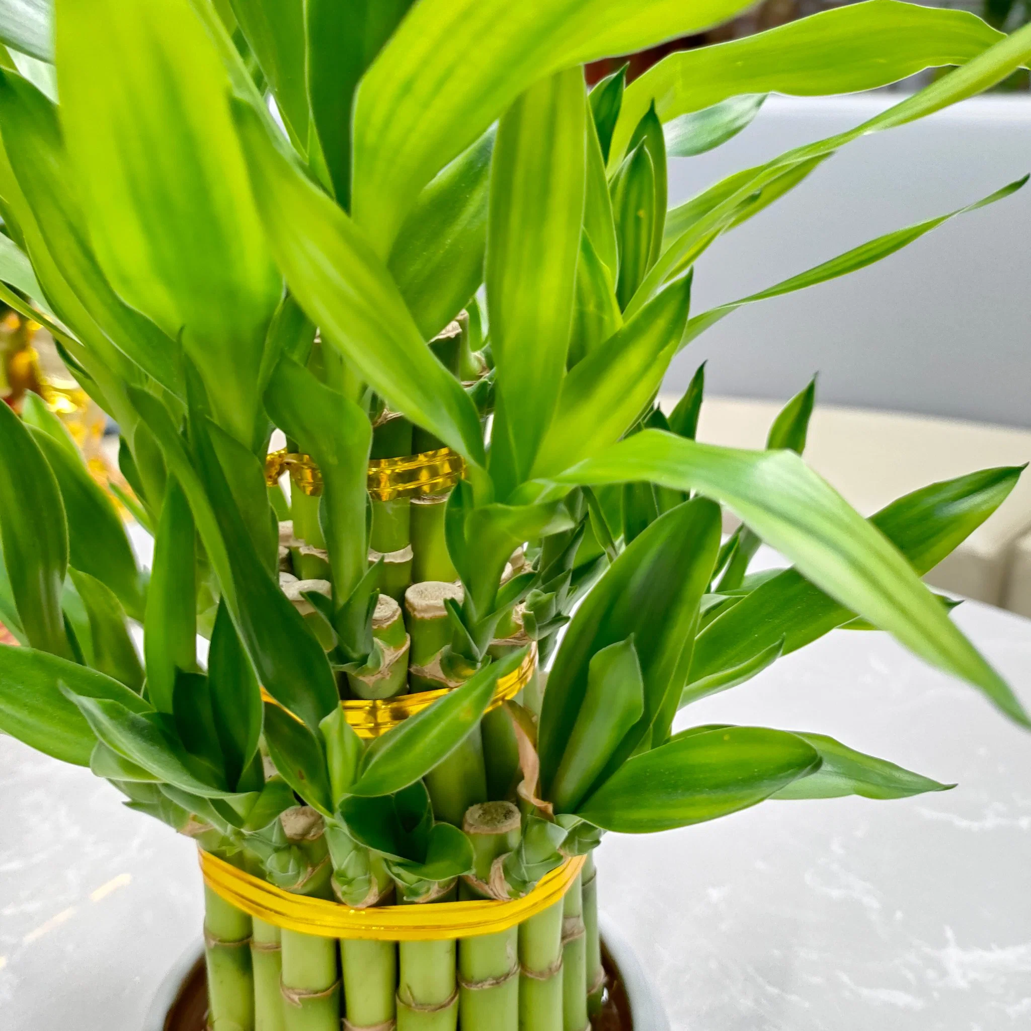 Оптовая торговля L3 слои счастливый бамбук бонсай цветы для дома оформление мини заводы