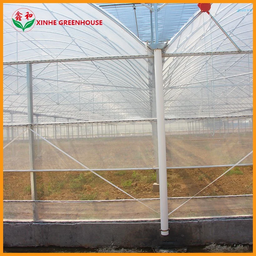 Plastic Film Tomato Greenhouse with High quality/High cost performance 