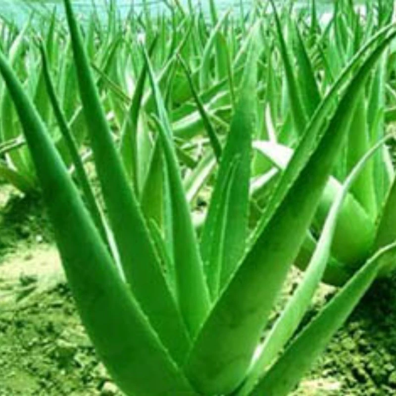 Nutural Herbal Extract Aloe Vera Extract Powder 20: 1 Anti-Cance Factory Supply