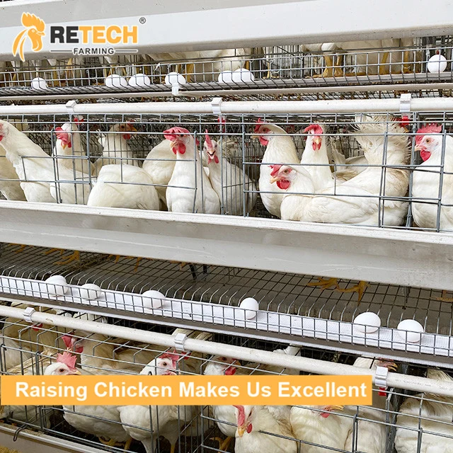 Automatic Egg Laying Cage A Type Layer Cages Egg Chicken Poultry Farm in Nigeria