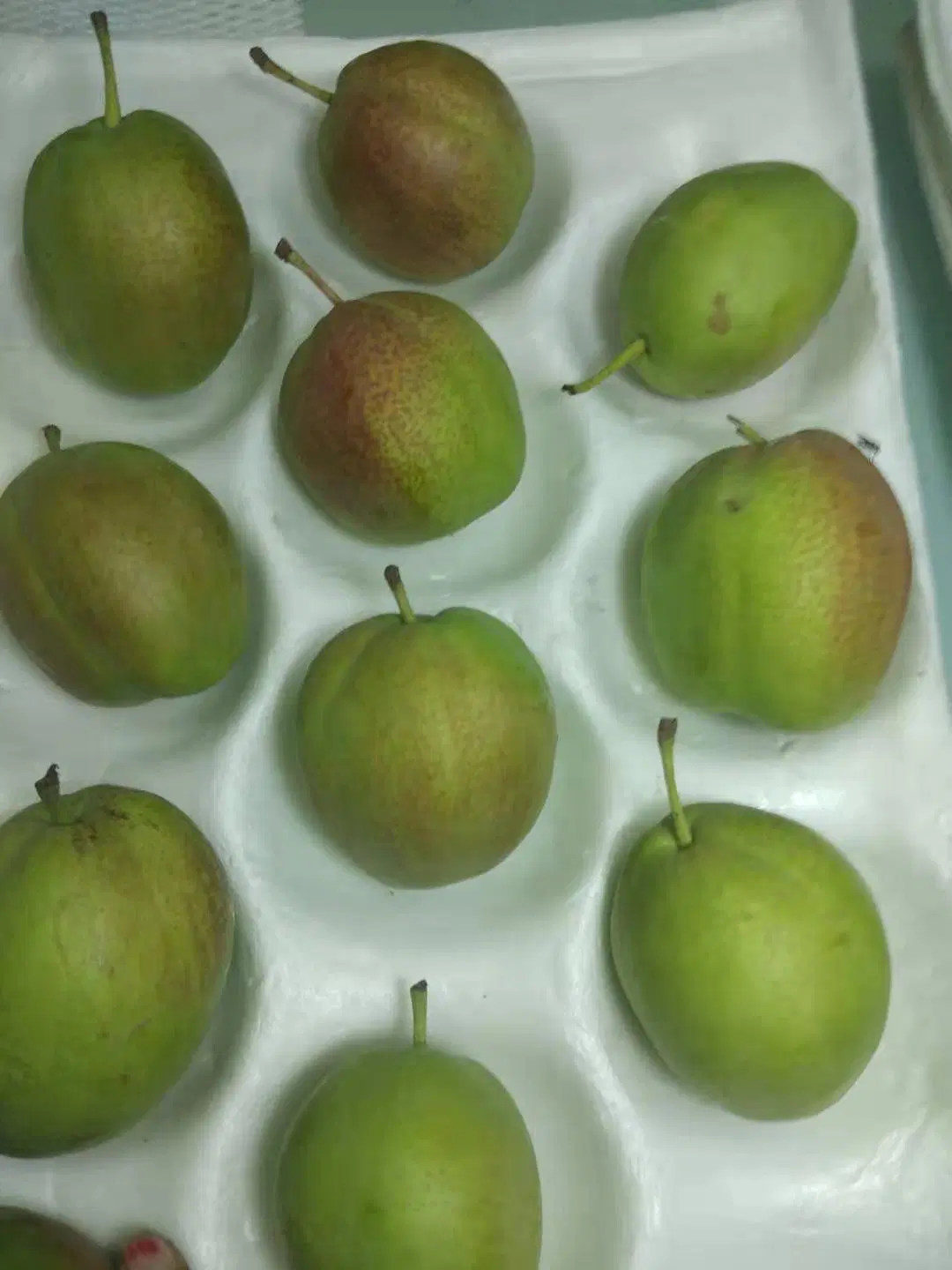 صندوق كرتون سعة 10 كجم مع تغليف طازج Ya Pear Golden Phear Phaar