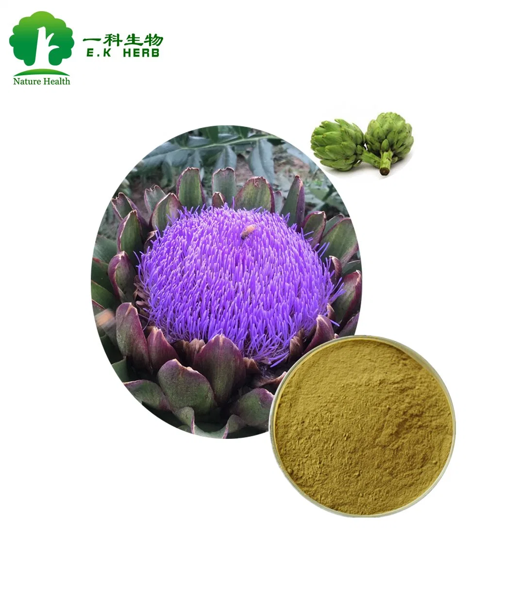 E. K Herb extrait de feuilles d'Artichaut Cynarin Artichoke Extract Complément nutritionnel