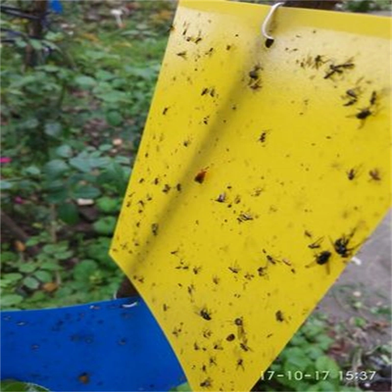 Sticky Traps for White Flies Aphids Leaf Miner