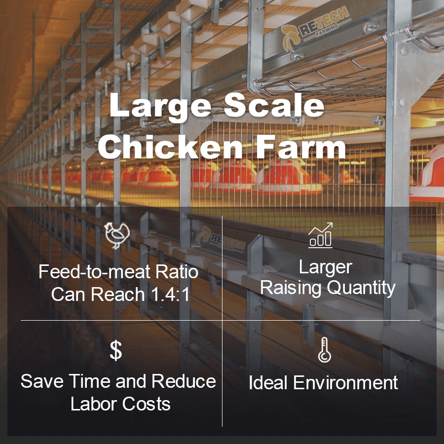 Automatic Poultry Farm Equipment Broiler Chicken Battery Cage for Sale