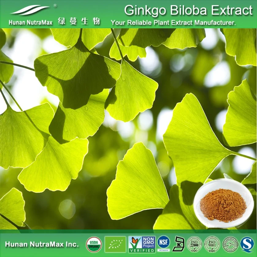 Suministro de GMP Extracto de la hoja de Ginkgo Biloba para el total de memoria flavonas el 24% el total de 6% de ácido Shikimic lactona del 98%