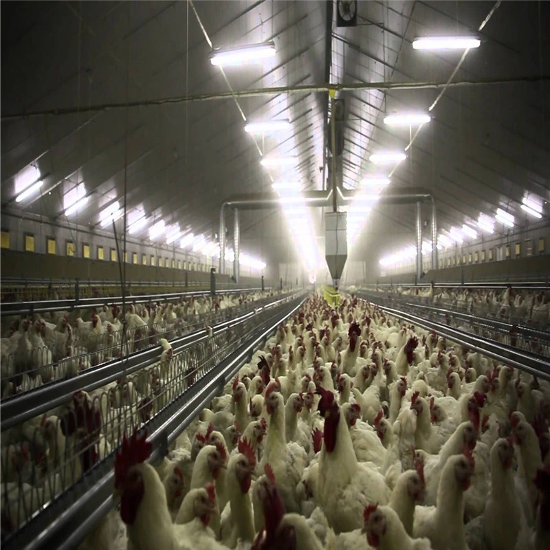 Élevage de poulets moderne préfabriqués Maison de la volaille de l'usine