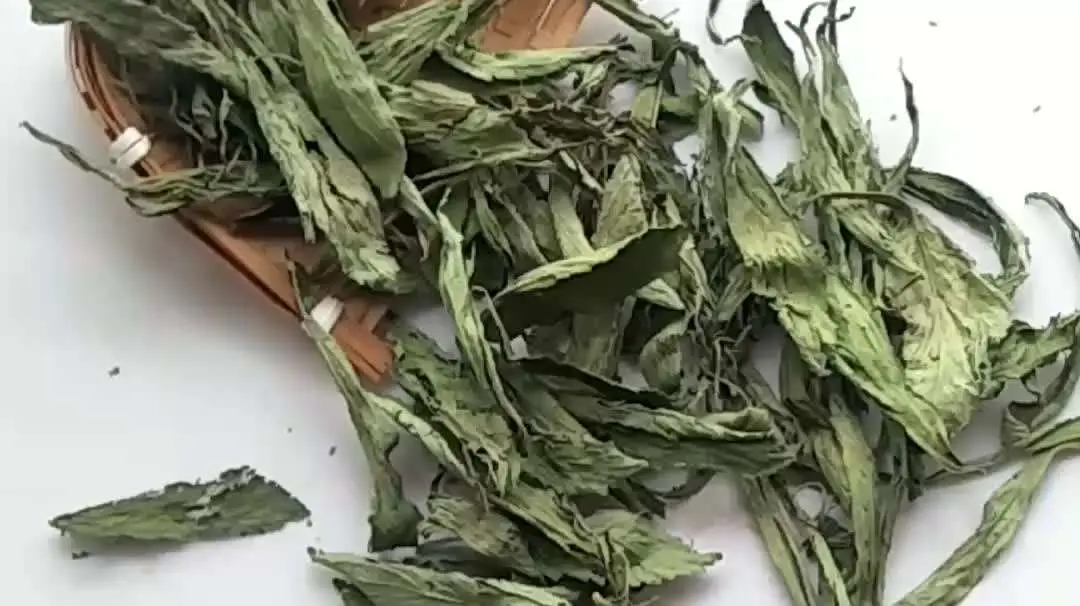 Fan Shi Liu Ye Folium Psidii Guajavae Psidium guajava LChinese Thé de la feuille de Guava séché à la plante