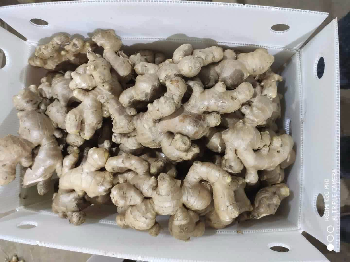 Bset Quality Air Dry Ginger From China