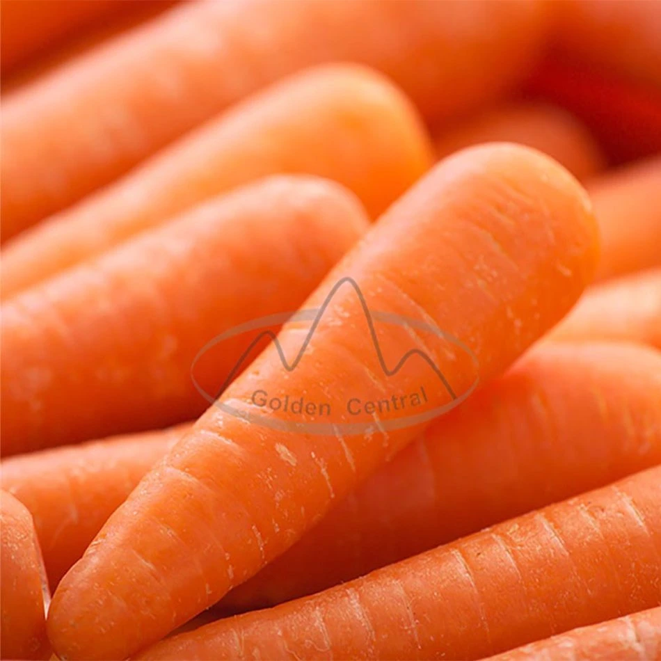 Fresh Wholesale/Supplier Chinese Spot Long Carrots