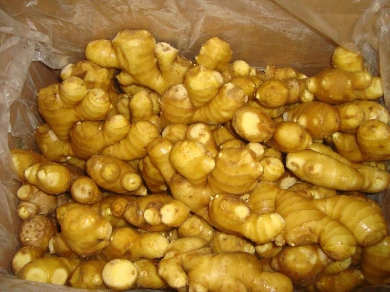 Super Quality Chinese Fresh Ginger to Canada Market