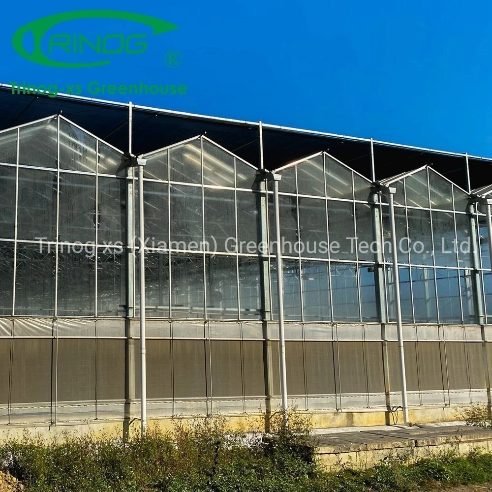 Low Price Innere Schattiersystem Kühlung Multi-Span Galvanisiertes Stahlrohr Struktur Glasgewächshaus für Landwirtschaft