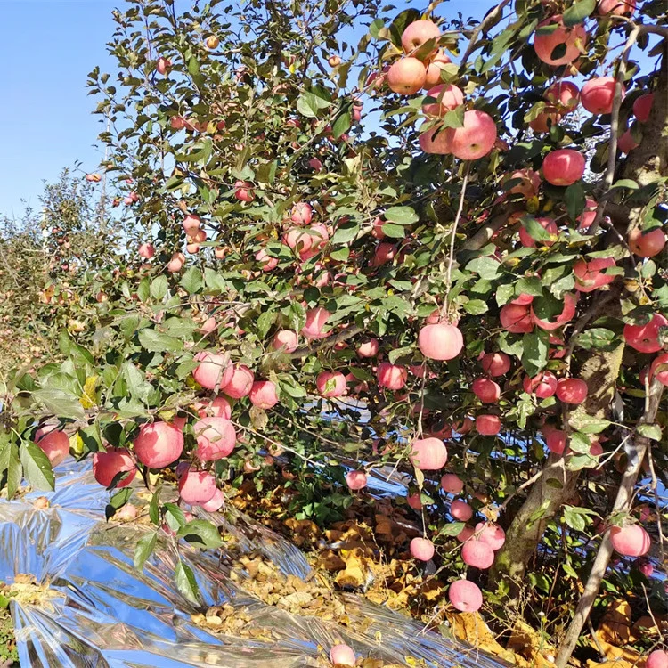 Factory Organic Food Fresh FUJI Apples