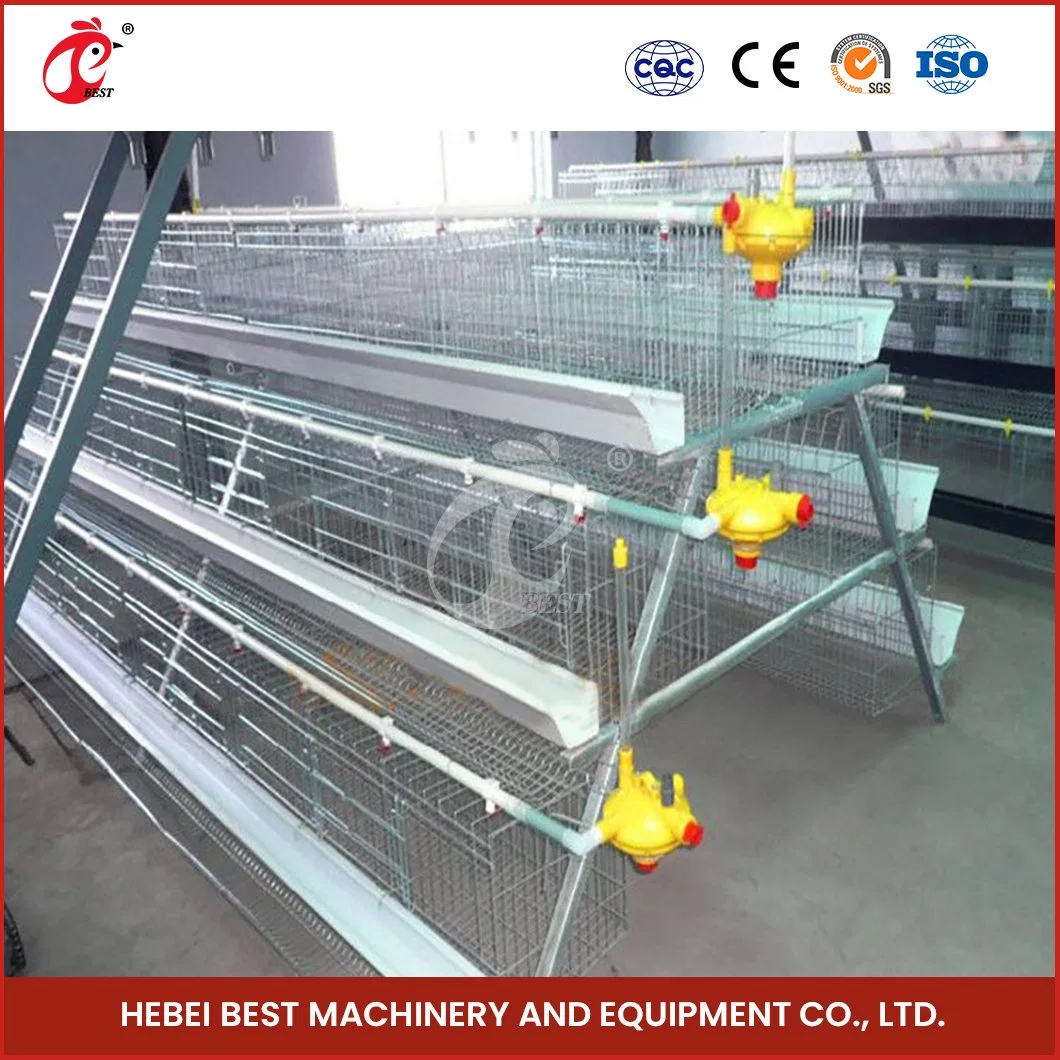 Bestchickencage a Type Pullet Hen Cage Breeder Cage China Steel Chicken Brooder Houses Supplier OEM Customized Bamboo Material Brooder Pullet Cages