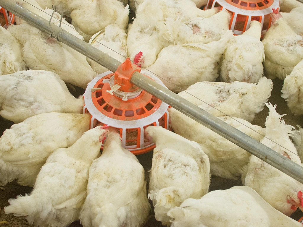 Système de distribution automatique de nourriture pour poules pondeuses en vente chaude.