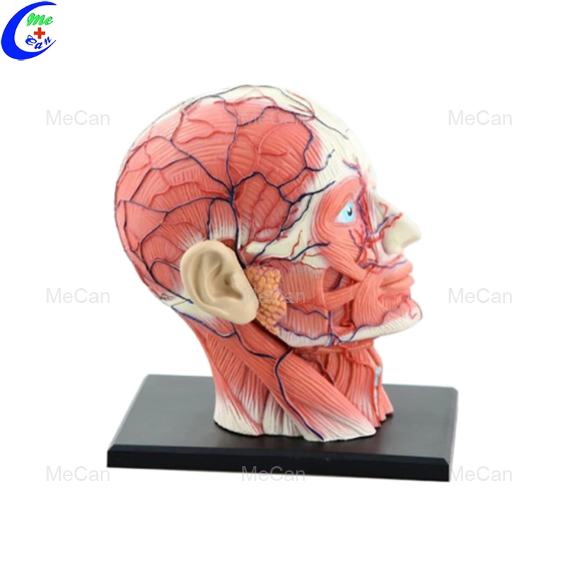 Modelo de cabeza humana - Anatomía - Modelo educativo 4D