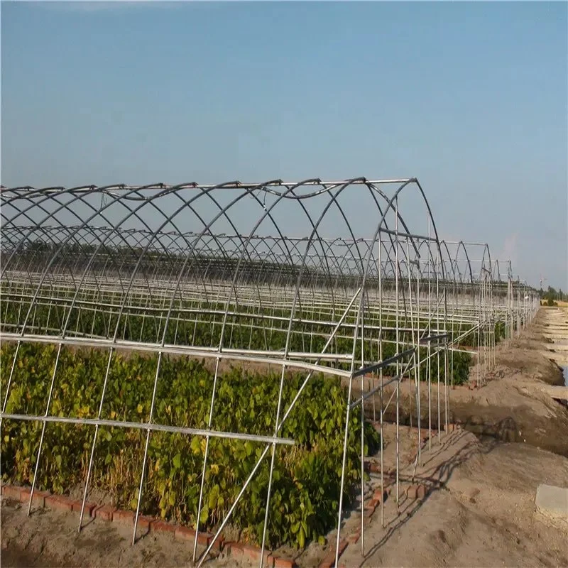 Agricultural Double-Layer Film Greenhouse Vegetable Lettuce, Tomato Greenhouse Hot Steel Frame