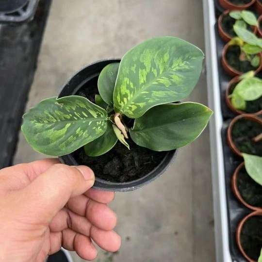 Aglaonema verde Camuflaje Bonsai Seedling Planta Real Venta caliente