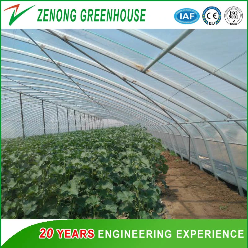 Single Span Solar Greenhouse for Cucumber/Tomato/Melon Handing Planting