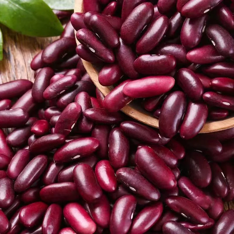 Top Quality New Crop Dark Red Kidney Bean