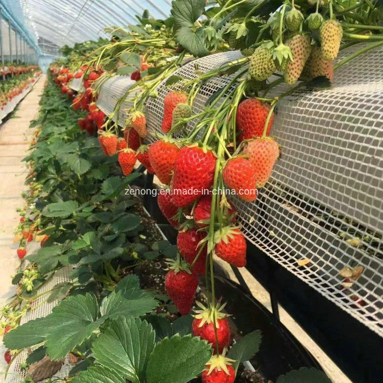 Gases com efeito de cultivo sem solo do sistema de hidroponia com substrato de cultivo para plantio Vertical de morango/Produtos hortícolas de folha