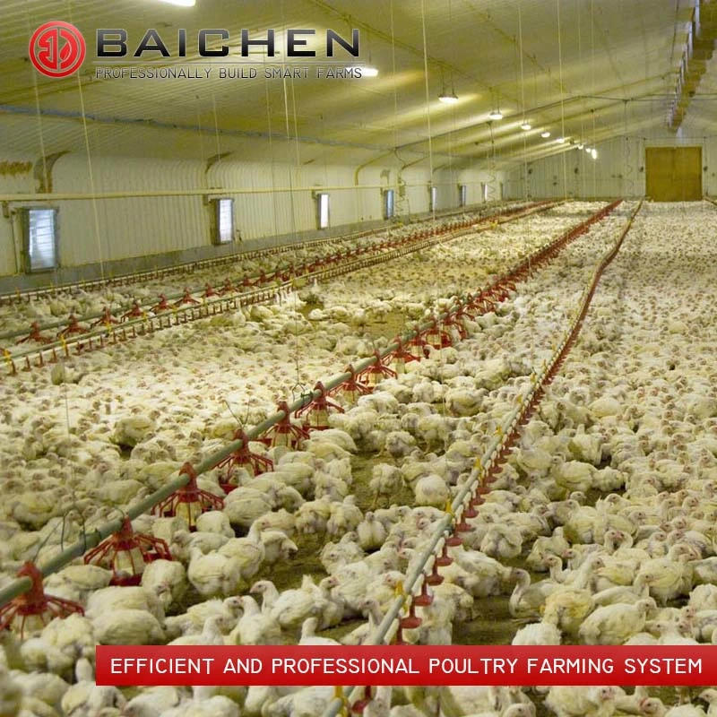 Poultry Farm Floor Raising Breeder Pan Feeding System