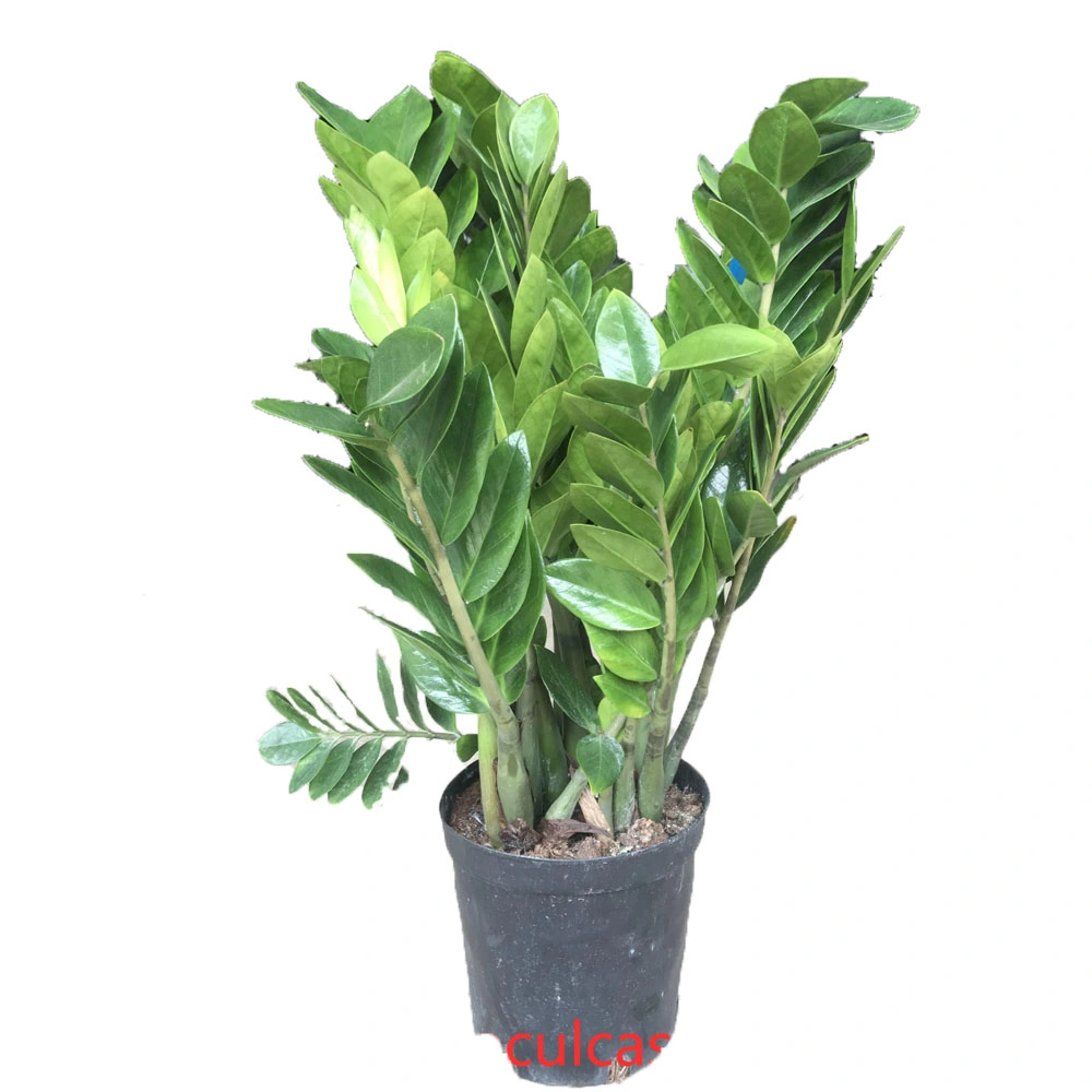 250#Zamioculcas Zamiifolia Araceae Zz Pflanze Blume Gärtnern Lebende Pflanze