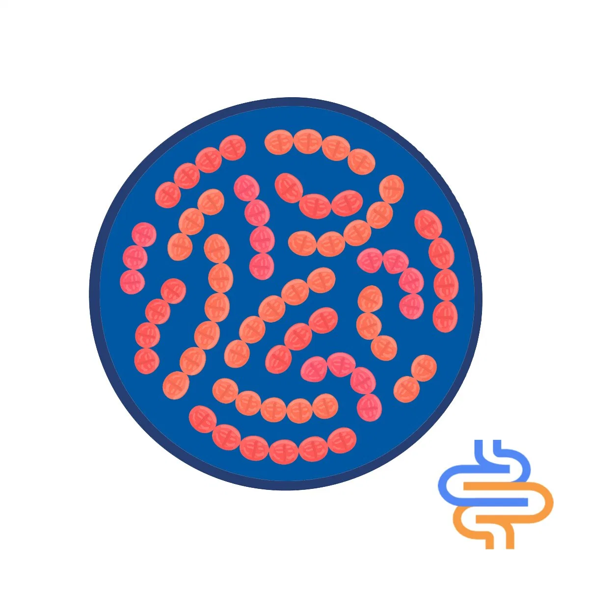 Comida de saúde suplementos dietéticos Streptococcus thermophilus Monoprobiotic para Iogurte Maker