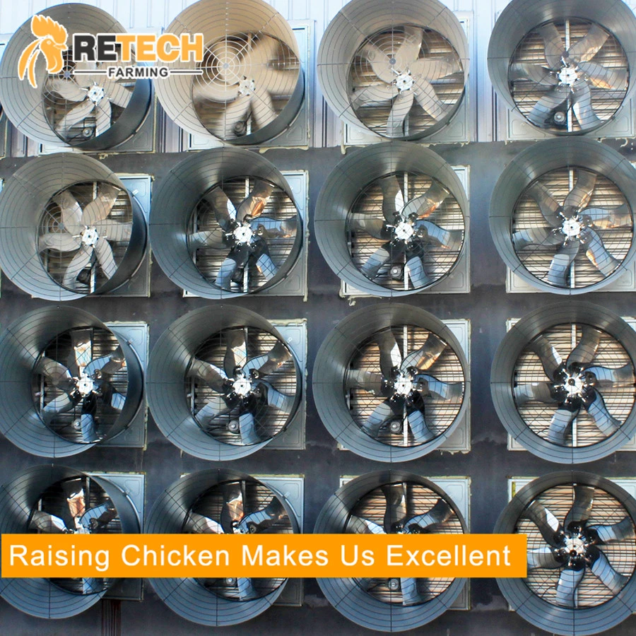 A Type Hot Selling Automatic Poultry Equipment For Layers