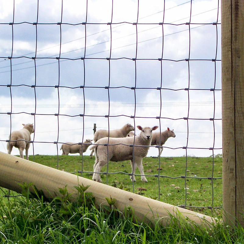 Galvanized Livestock Prevent Hinge Joint Wire Mesh Cattle Farm Field Fixed Knot Fence