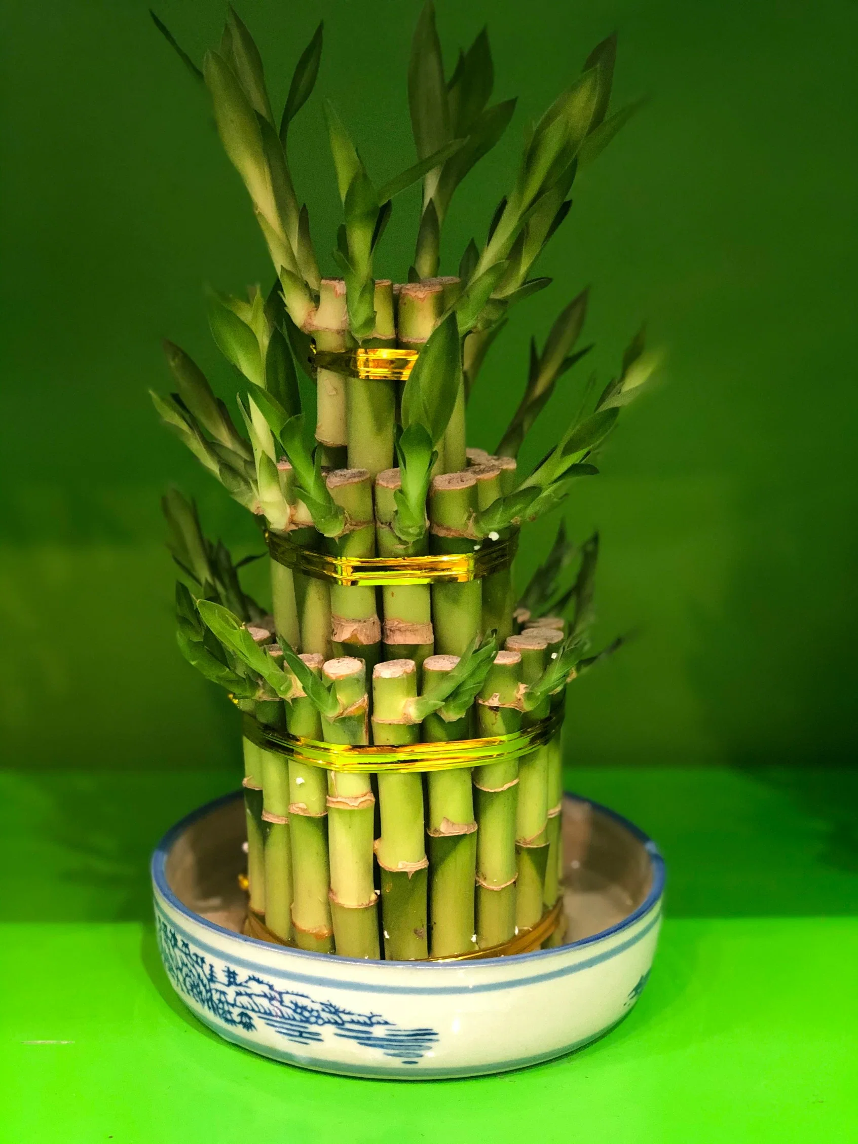 Hydroponics Natural Lucky Bamboo Small 3 Bamboo Tower Plants for Home Decor, Chinese Supplier