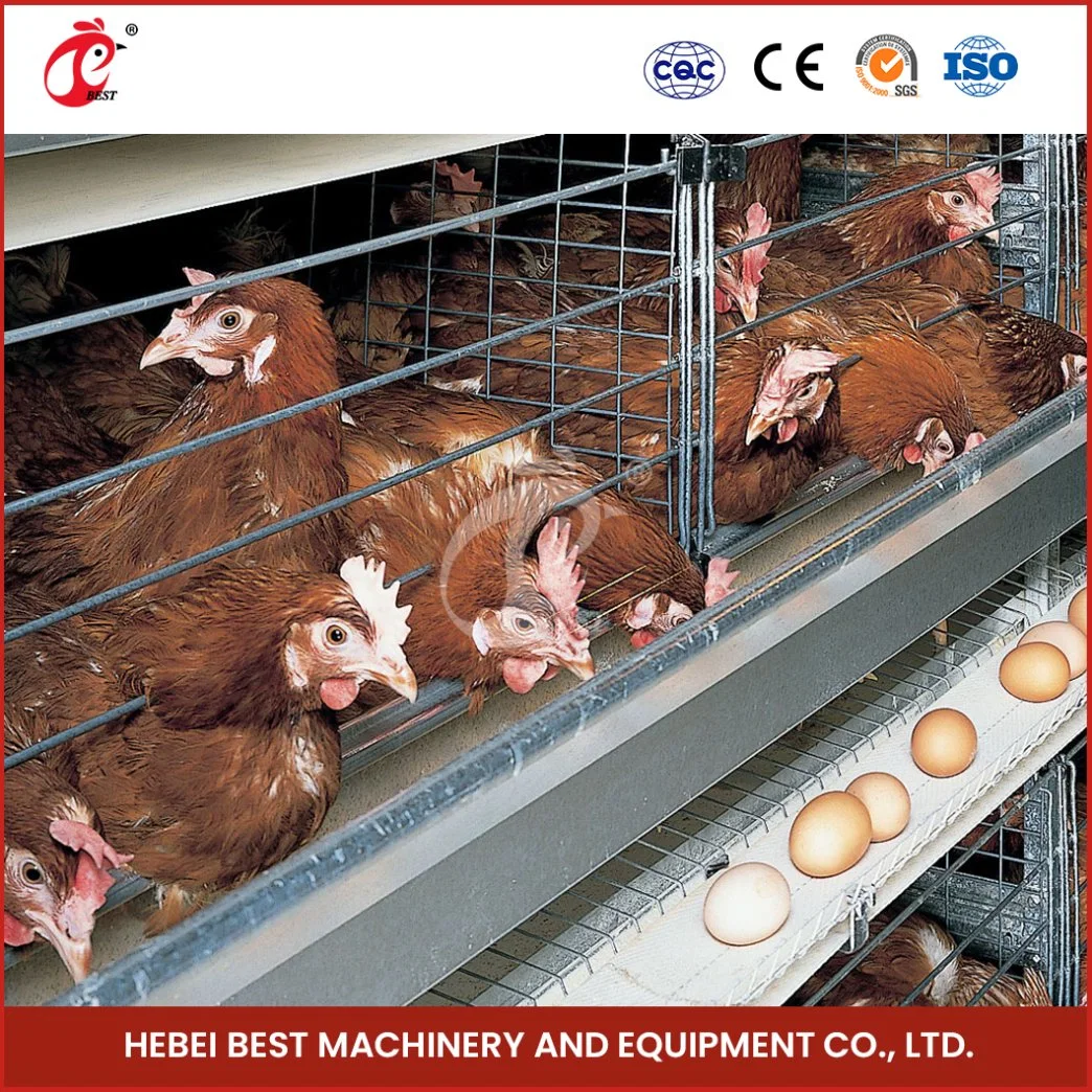 Bestchickencage Egg Chicken gaiolas China Chick Layer Cage Fabricação antibacteriana Gaiolas de camada de crescimento sistema para 120 aves