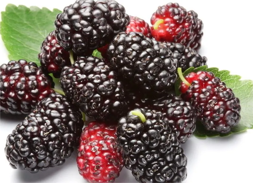 Bienestar mundial Biotech Extracto Natural de Mulberry con 25%-5% de antocianidinas para Suplemento