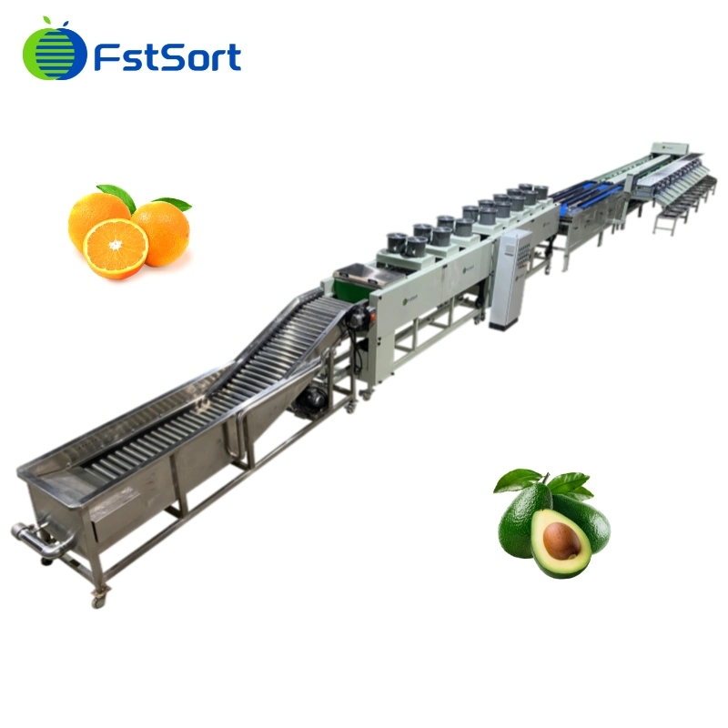 Zitrusapfel Mango Nectarine Orange Avocado Frucht Waschen Trocknen Wachsen Sortiermaschine