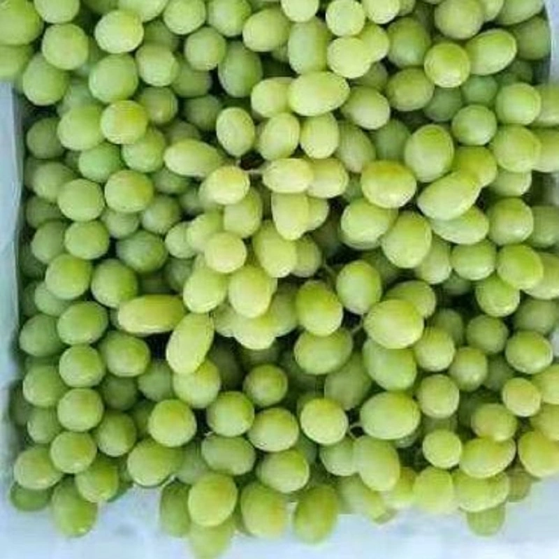 Fresh Seedless Green Grape Xinjiang Grape Gansu Grape