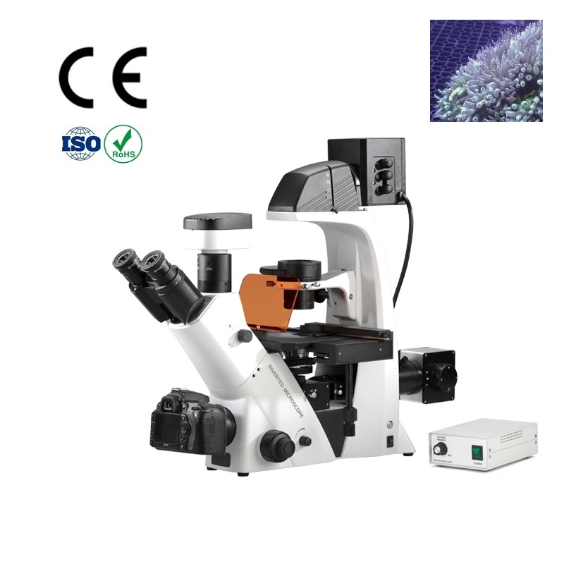 Inverted Fluorescence Microscope with Dual Photo & Video Channel Support Eyepiece / Digital Camera