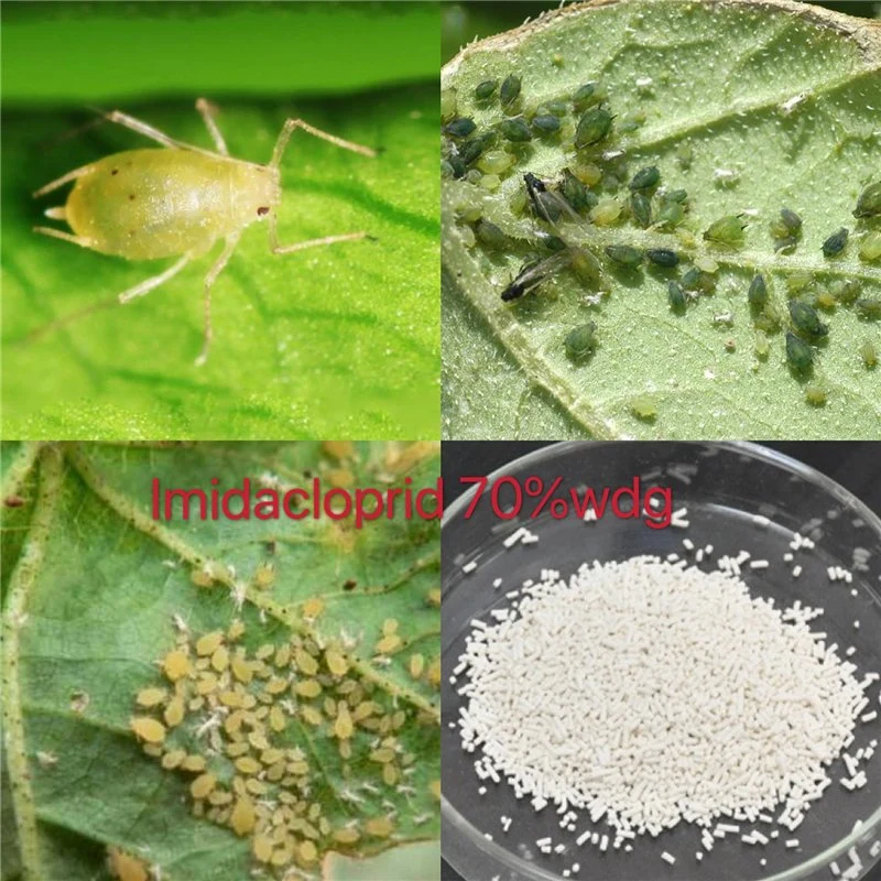 Pest Control Insecticide Imidacloprid 97%Tc 70%Wdg