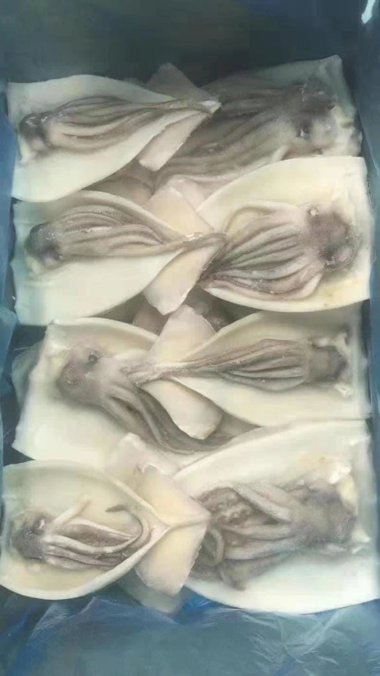 Gefrorene Tintenfisch-Scheibe mit Tentakel